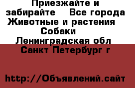 Приезжайте и забирайте. - Все города Животные и растения » Собаки   . Ленинградская обл.,Санкт-Петербург г.